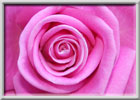 Floral Photography by Rick Wilson